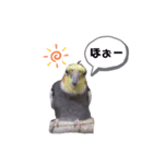 うちのインコ3（個別スタンプ：2）