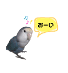 うちのインコ3（個別スタンプ：3）