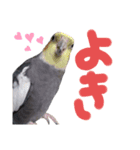 うちのインコ3（個別スタンプ：5）