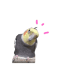 うちのインコ3（個別スタンプ：6）