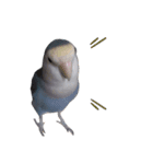 うちのインコ3（個別スタンプ：8）