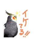うちのインコ3（個別スタンプ：9）