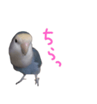 うちのインコ3（個別スタンプ：11）