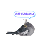 うちのインコ3（個別スタンプ：14）