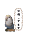 うちのインコ3（個別スタンプ：15）