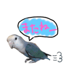 うちのインコ3（個別スタンプ：16）