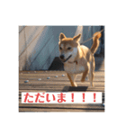 あずきスタンプ ろく！（個別スタンプ：2）