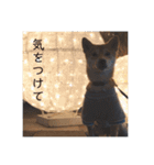あずきスタンプ ろく！（個別スタンプ：4）