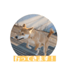 あずきスタンプ ろく！（個別スタンプ：6）