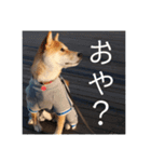あずきスタンプ ろく！（個別スタンプ：8）