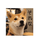 あずきスタンプ ろく！（個別スタンプ：11）