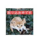 あずきスタンプ ろく！（個別スタンプ：12）