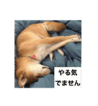 あずきスタンプ ろく！（個別スタンプ：13）