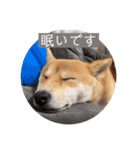 あずきスタンプ ろく！（個別スタンプ：14）