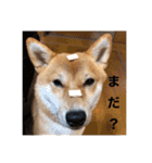 あずきスタンプ ろく！（個別スタンプ：16）