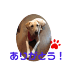 幸せを運んでくれるアナック（個別スタンプ：6）