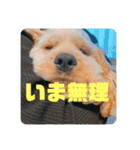 ばびんこスタンプ（個別スタンプ：18）