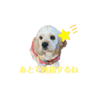 ばびんこスタンプ（個別スタンプ：19）