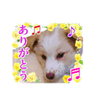 モト保護犬★ゆきコレクション（個別スタンプ：2）