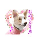 モト保護犬★ゆきコレクション（個別スタンプ：3）