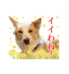 モト保護犬★ゆきコレクション（個別スタンプ：6）