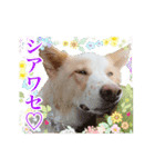 モト保護犬★ゆきコレクション（個別スタンプ：8）