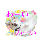 モト保護犬★ゆきコレクション（個別スタンプ：9）