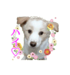 モト保護犬★ゆきコレクション（個別スタンプ：11）