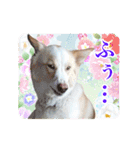 モト保護犬★ゆきコレクション（個別スタンプ：14）