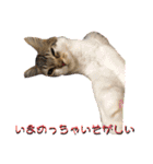 じごくぬこにゃりゅーぜすたんぷ（個別スタンプ：3）