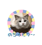 じごくぬこにゃりゅーぜすたんぷ（個別スタンプ：4）