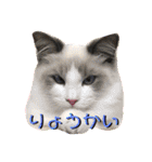 じごくぬこにゃりゅーぜすたんぷ（個別スタンプ：5）