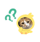 じごくぬこにゃりゅーぜすたんぷ（個別スタンプ：10）