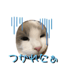 じごくぬこにゃりゅーぜすたんぷ（個別スタンプ：12）