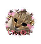 じごくぬこにゃりゅーぜすたんぷ（個別スタンプ：13）