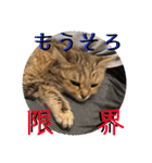 じごくぬこにゃりゅーぜすたんぷ（個別スタンプ：22）