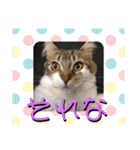 じごくぬこにゃりゅーぜすたんぷ（個別スタンプ：24）