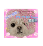 お友達ワンコ大集合3（個別スタンプ：2）