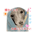 お友達ワンコ大集合3（個別スタンプ：3）