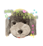 お友達ワンコ大集合3（個別スタンプ：4）