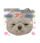 お友達ワンコ大集合3（個別スタンプ：6）