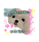 お友達ワンコ大集合3（個別スタンプ：7）