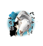 ベッキーと十兵衛（個別スタンプ：1）