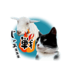 ベッキーと十兵衛（個別スタンプ：5）