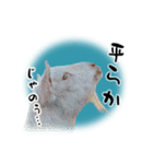ベッキーと十兵衛（個別スタンプ：7）