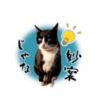 ベッキーと十兵衛（個別スタンプ：9）