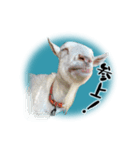 ベッキーと十兵衛（個別スタンプ：10）