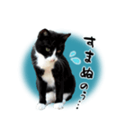 ベッキーと十兵衛（個別スタンプ：11）