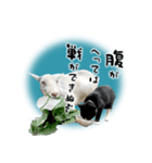 ベッキーと十兵衛（個別スタンプ：13）