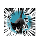 ベッキーと十兵衛（個別スタンプ：14）